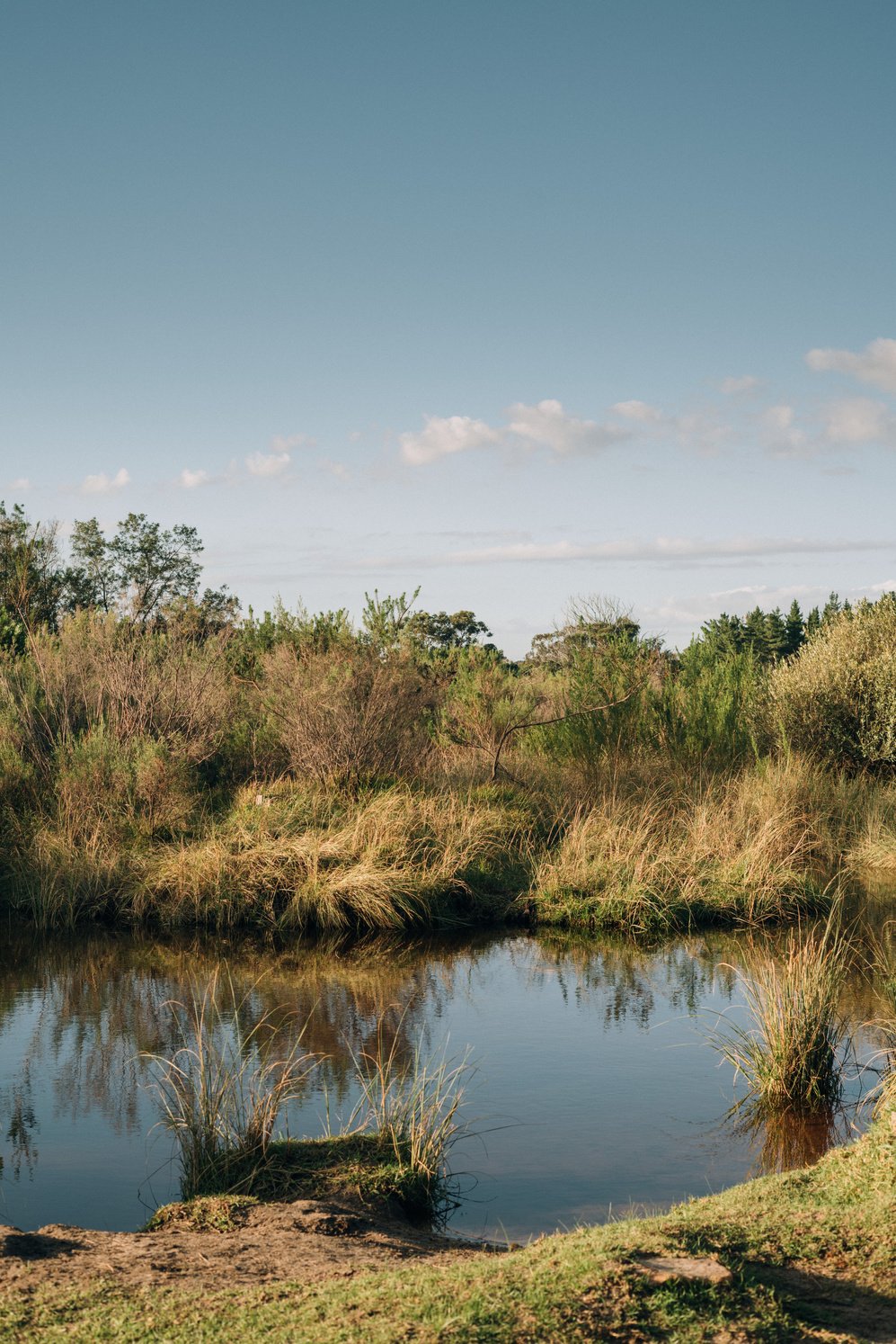 Quiet Lake with Clear Sky